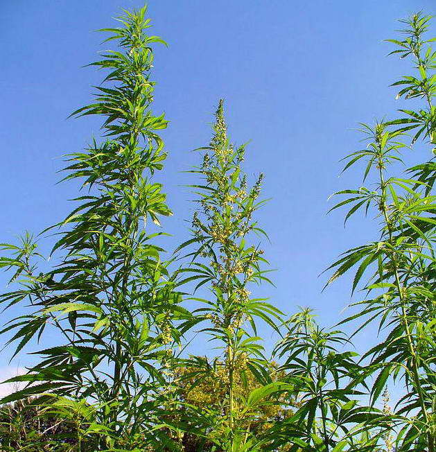 Konopie siewne cannabis sativa
